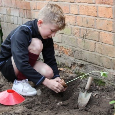 PlantingSunflowersAtCrackleyHall